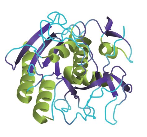 Guide on How to Use Proteinase K in Different Procedures